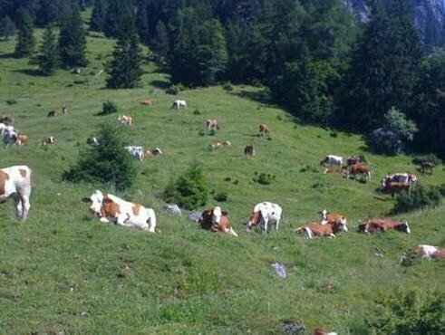Gasthof Pension Alpenblick, Забронировать Отель Радфельд Долина Альпбах