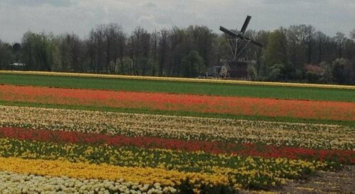 Bed & Breakfast De Vier Seizoenen, Prenota Hotel Lisse Olanda Meridionale