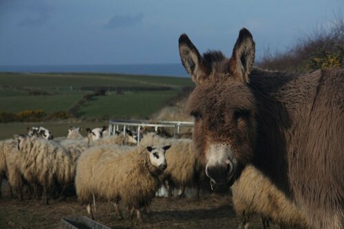 Bayview Farm Holiday Cottages, Забронировать Фермерский дом Фермерские дома Графства Антрим, Фермерский дом