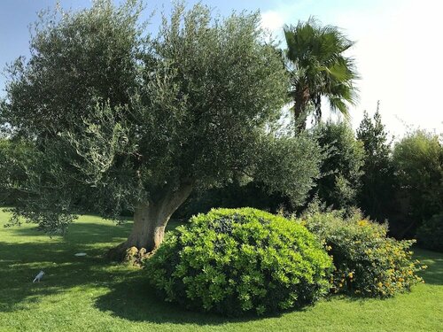 Relais Masseria Della Colomba, Book Feriehus Sommerhuse i Murgia, Hytte