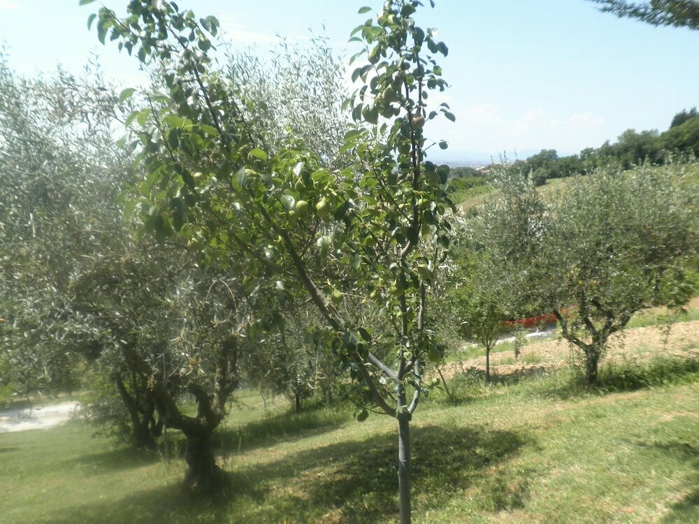 B&B Severini