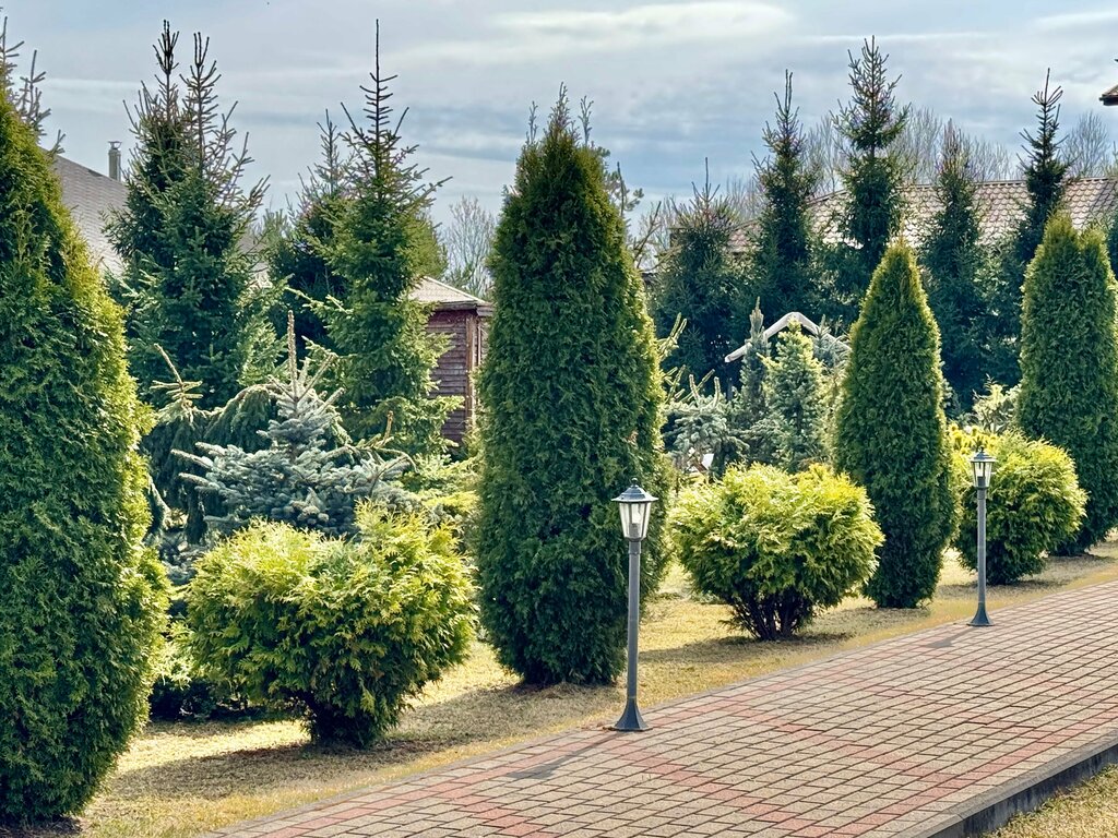 Фантазия