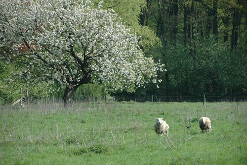 t Blauwe Schaap, Prenota Hotel Ranst Antwerpse Kempen