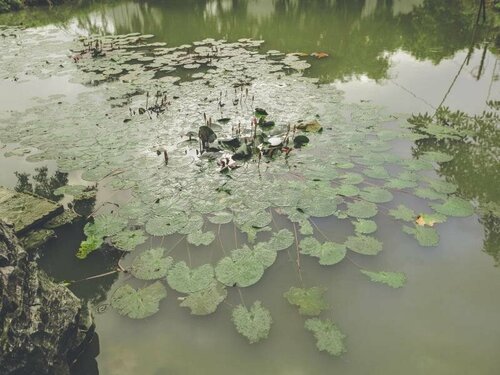 Tam Coc Rice Fields Resort, Забронировать Курортный отель Отели Тханьхоа́ с завтраком, Завтраки