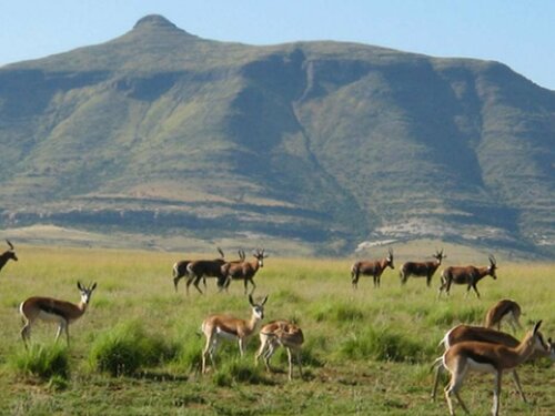 Moolmanshoek Private Game Reserve, Book Feriehus Fouriesburg Free State