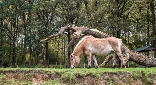 Vakantiepark Buitenplaats Holten, Забронировать Курортный отель Холтен Твенте