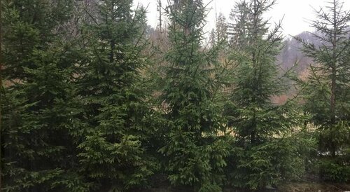 Pension Green Park, Забронировать Отель Недорогие отели Бран, недорого
