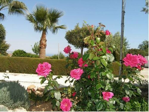 Zafira Holiday Apartments, Book Lejlighed Pissouri Limassol