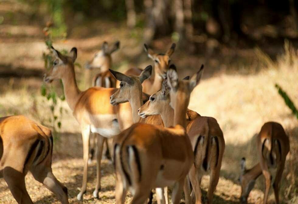 Impala Ecolodge