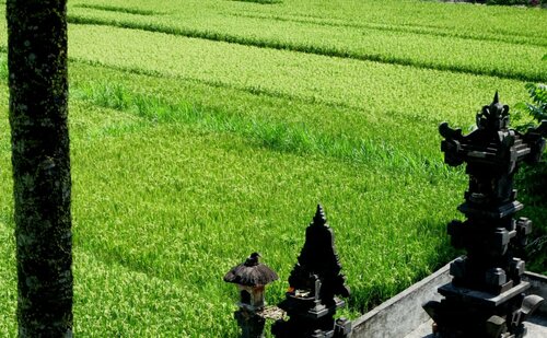 Carik Dewata, Rezerwuj Hotel Ubud Gianyar