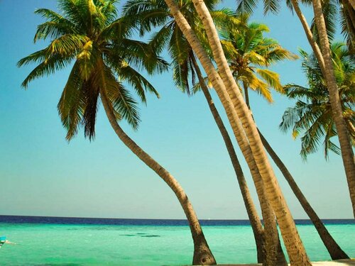 Arena Lodge Maldives
