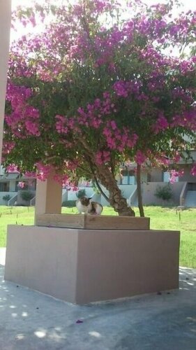 Xanthippi Hotel, Book Apartment Hotels in Saronic Islands with Breakfast, Breakfasts