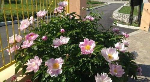 Apartmani Sabina, Réserver Villa Hôtels 4 étoiles à Kvarner, 4*