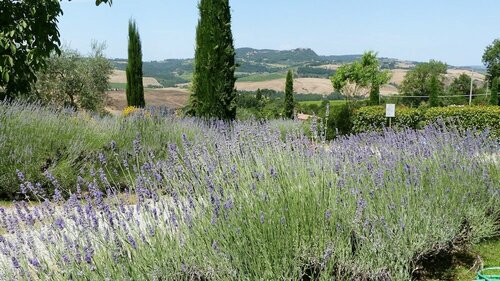 Podere Poggio al sole, Забронировать Дом для отпуска Монтепульчано Val di Chiana