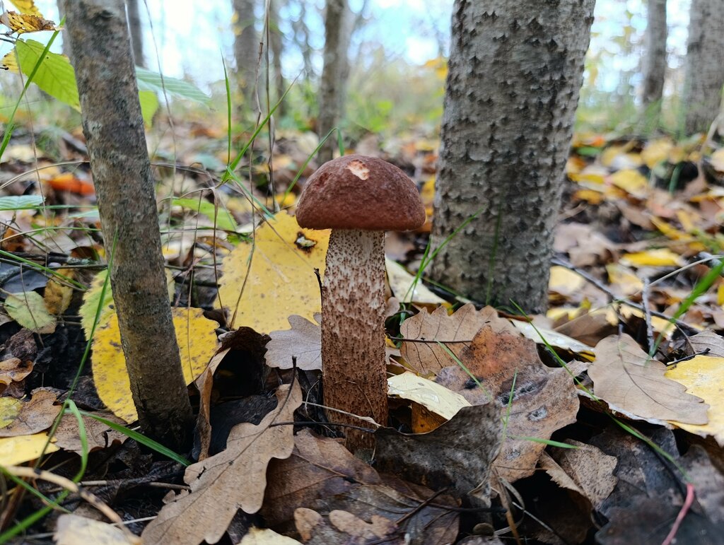 Лесной уголок