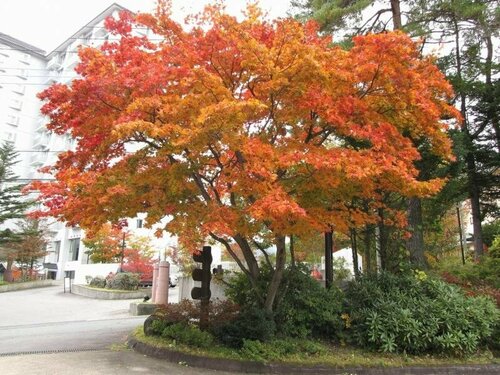 Kusatsu Green Park Palace, Забронировать Отель Отели Gunma 3 звезды, 3*