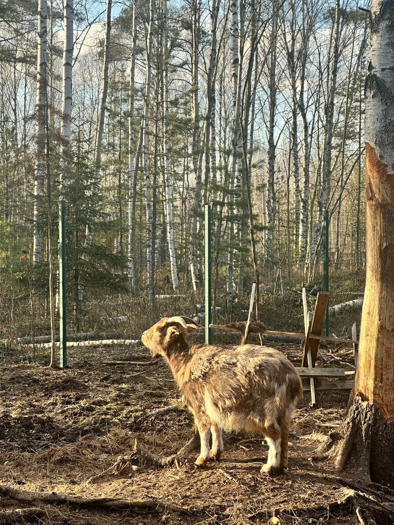 Лес