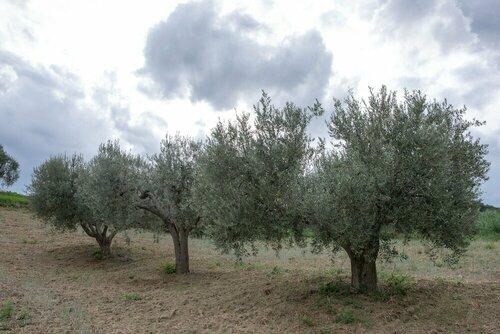Società Agricola Zucchera S.S., Rezerwuj Hotel Hotele w Romagna z parkingiem, Parking
