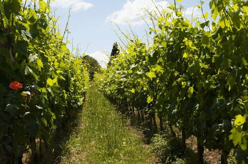 Azienda Agricola Fietri Srl