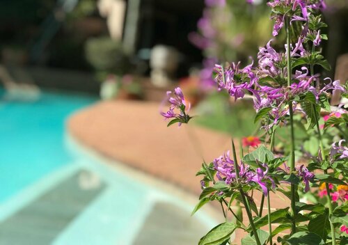 Claires of Sandton Luxury Guest House, Prenota Affittacamere Hotel a Gauteng con piscina, Piscina