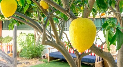 Roaz de Bandeira Guesthouse, Prenota Affittacamere Affittacamere a Algarve, Affittacamere
