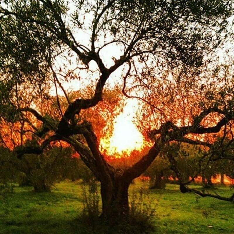 Camping Amalasunta