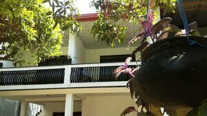 SanjeeHome & Lanka Ayurveda, Bentota, Забронировать Отель «постель и завтрак» Отели Западной провинции 5 звезд, 5*