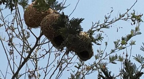 Eagle Nest Luxury Accommodation, Prenota Hotel Roodepoort Gauteng