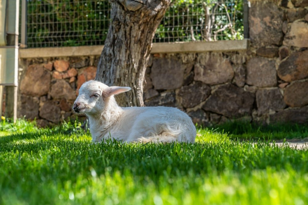 Assos Alis Farm Boutique Hotel & Spa