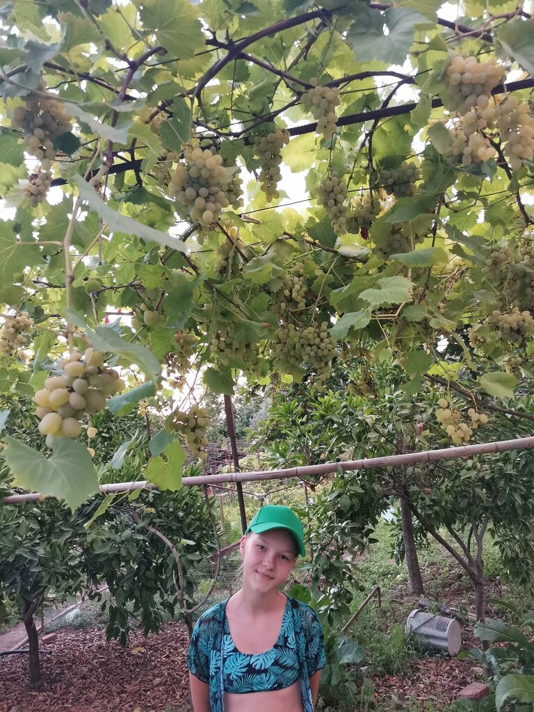 ჯულიეტა