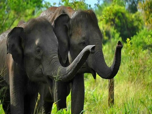 Grand Udawalawe Safari Resort, Забронировать Курортный отель Отели Ratnapura District с парковкой, Парковка