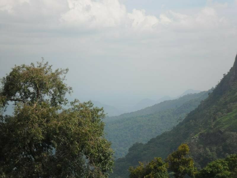 Ella Tea Garden