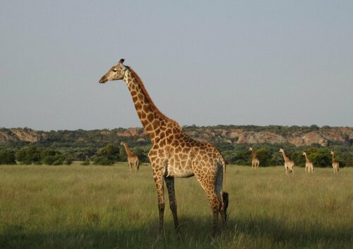 Zwahili Private Game Lodge and Spa, Buchen Sie Hotel Modimolle Waterberg