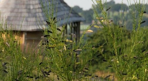 Terragora Lodges - Hébergement atypique, Забронировать Отель Лез-Эпес Замок Пюи-дю-Фу