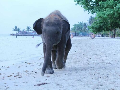 Kai Bae Beach Resort Koh Chang, Забронировать Курортный отель Отели Чанг с завтраком, Завтраки