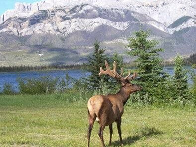 Baymont by Wyndham Hinton, Book Hotel Hinton Alberta's Rockies