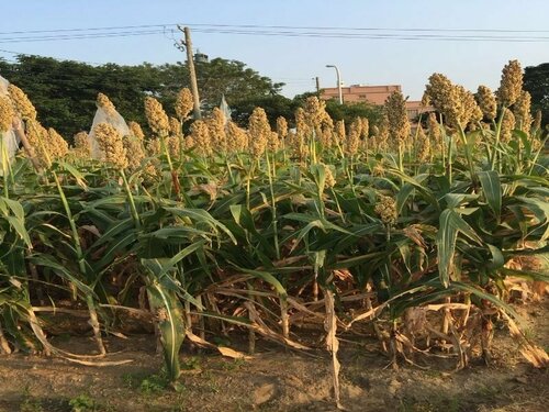 Red Tomato B&B, Prenota Bed & breakfast Jinsha Kinmen County