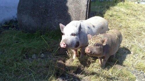 Bindesbølgård Farm Holiday, Prenota Agriturismo Give Danimarca Meridionale