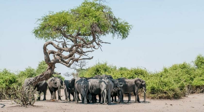 Okavango Lodge