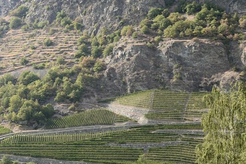 View of the vineyards, Забронировать Отель Арвье 