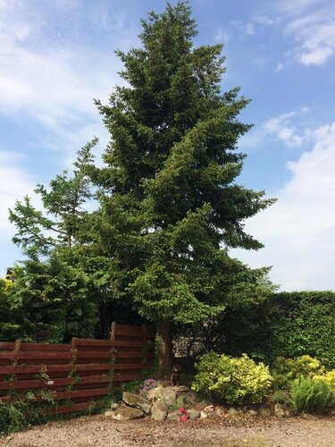 Fir Tree B&B at Galvelbeg House, Reserva ahora Bed & breakfast Crieff Perthshire