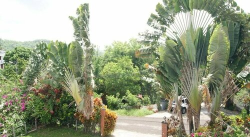 Rsidence Htelire le Moringa, Buchen Sie Hotel Le François Martinique