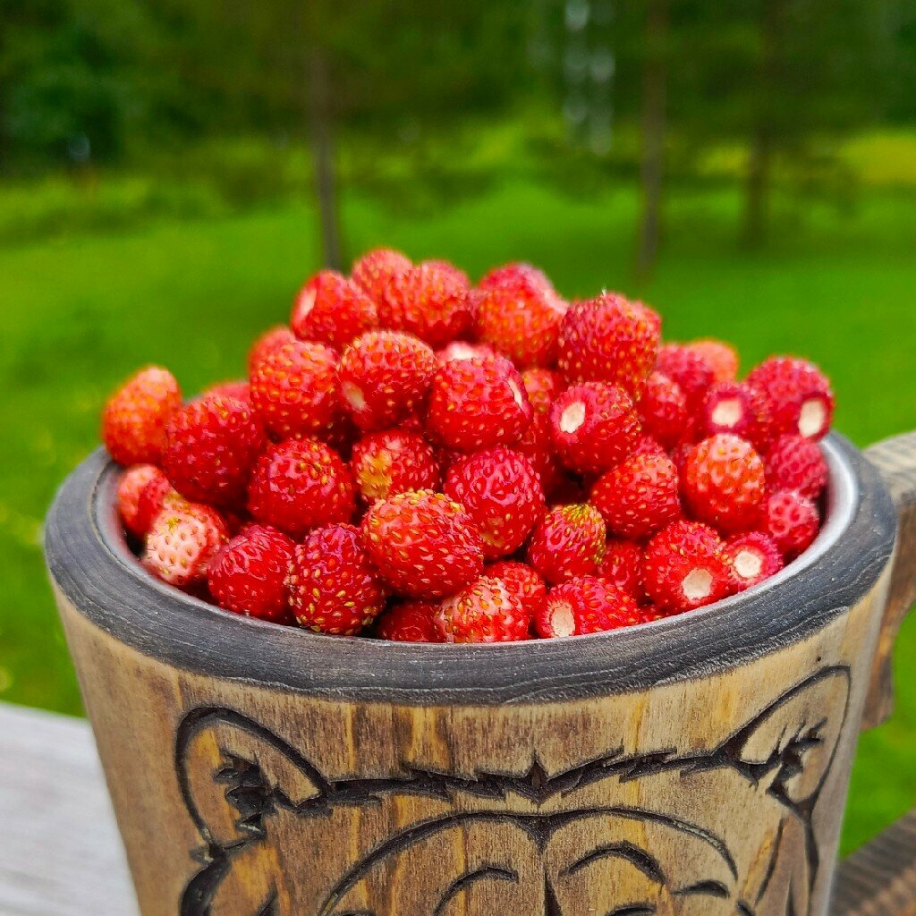 Дом в лесу
