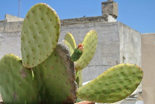 B&B Corti Patitari, Rezerwuj Bed and Breakfast Gallipoli Salento