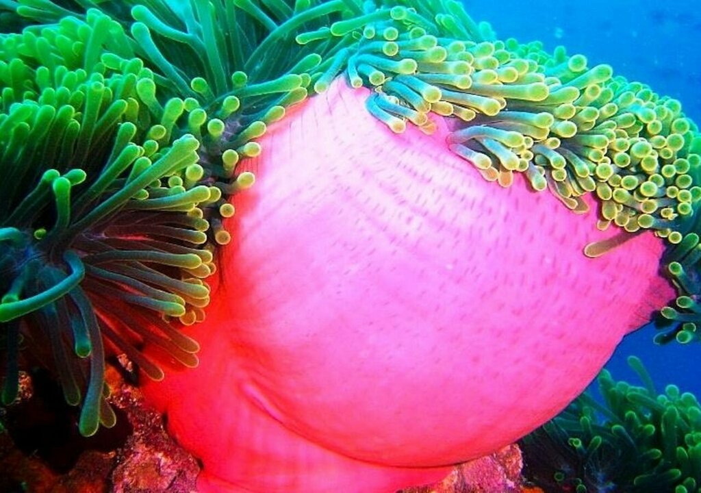 Ranveli Island Resort