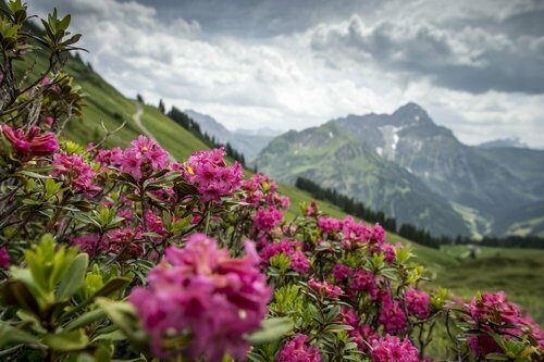 A-ROSA Ifen Hotel Kleinwalsertal, Забронировать Отель Отели Брегенца 5 звезд, 5*