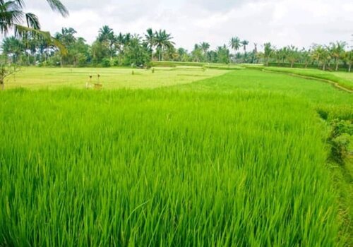 Amara Giri 2, Prenota Hotel Badung Bali