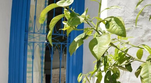 La Chambre Verte, Buchen Sie Pension Gästehäuser in Tunis, Pension