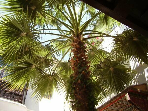 Riad Magie DOrient