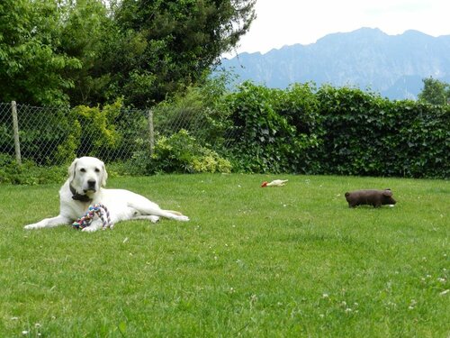 Daisy's Bed and Breakfast, Buchen Sie Hotel Thun Region Thun
